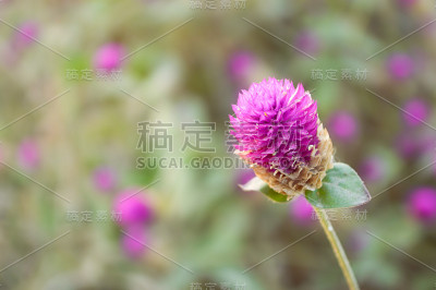 全球紫红色的花