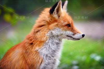 绿色背景下的红色狐狸