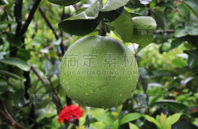 柚子在树上。健康的绿色柚子果实