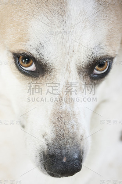 克拉拉的外观