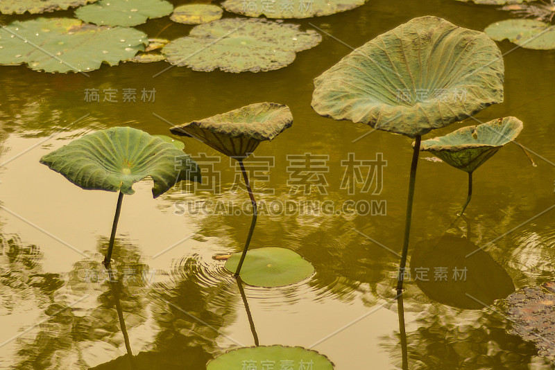 越南池塘里的睡莲