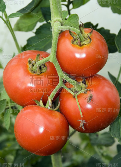 番茄