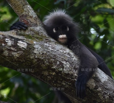 在丛林的一棵树上休息的懒叶猴
