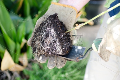 根系束缚的植物被重新盆栽