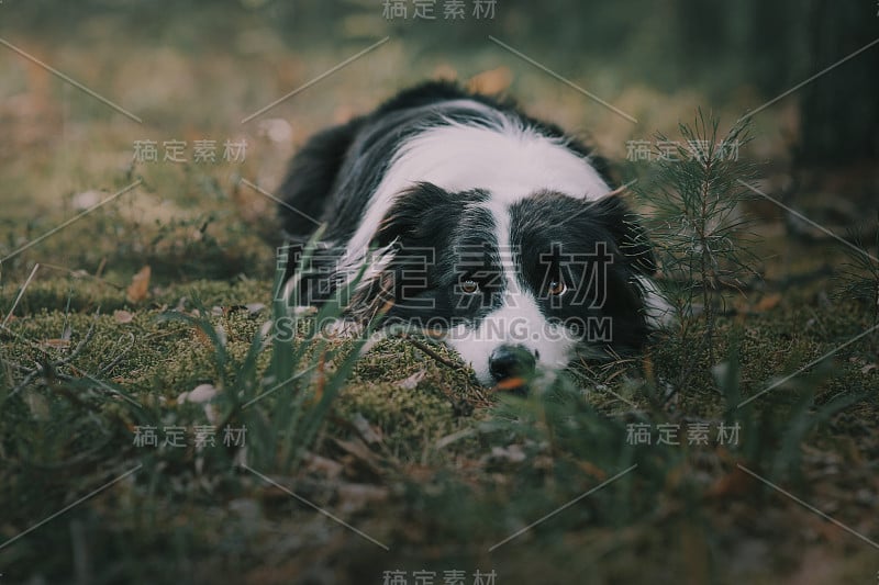 森林里的博德牧羊犬