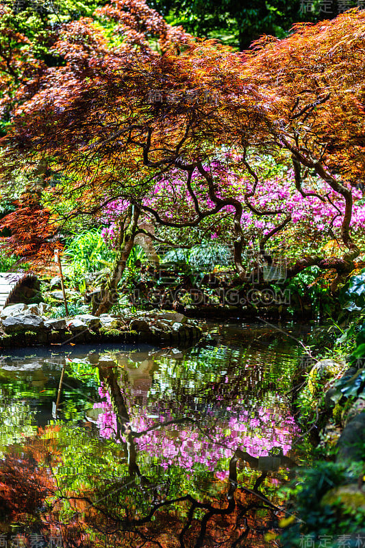 日本花园，在乔治亚巴统植物园有湖