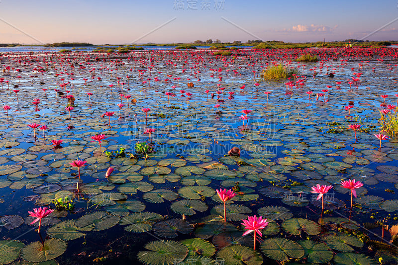 红莲花海，乌东他尼，泰国