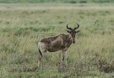 hartebeest (Alcelaphus buselaphus)，也被称为kongoni，是一种