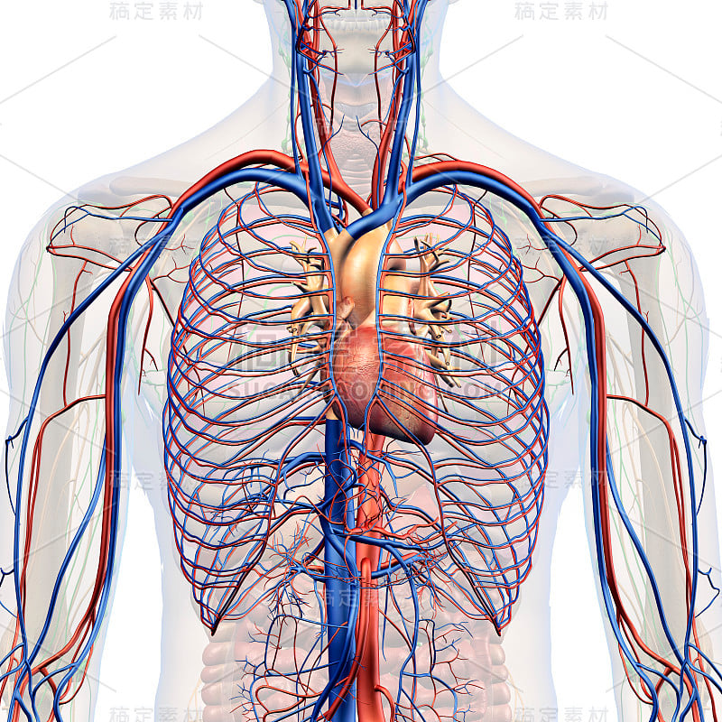 男性循环系统胸部内部解剖