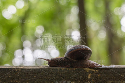 森林中的欧洲棕色花园蜗牛