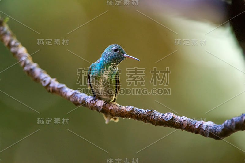 花斑翡翠在圣特蕾莎，圣埃斯皮里托。