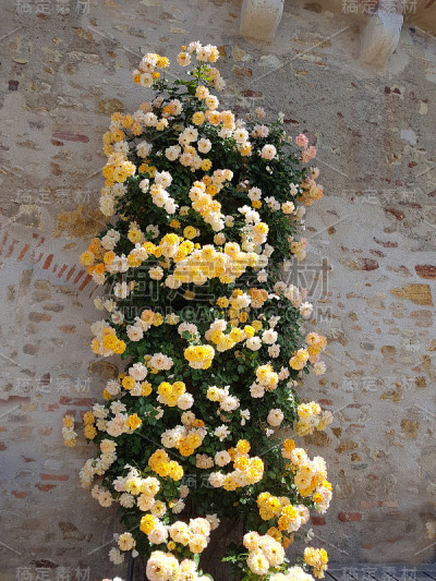 蔷薇，月光，花，花，花