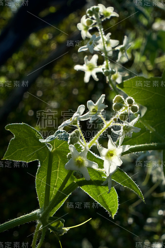 野生树人，加利福尼亚曼根，比格鲁特，愤怒，愤怒的法巴西亚，愤怒的法巴塞，Cucurbitaceae,