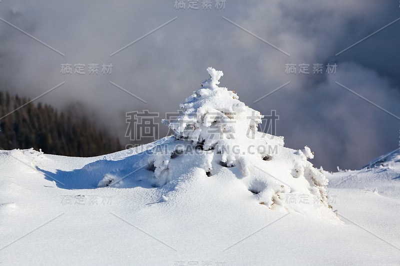 覆盖着网状雪的毛茸茸的小冷杉树。在灰色的冬季天空下，云杉屹立在白雪覆盖的山地草地上。美丽的冬天背景。