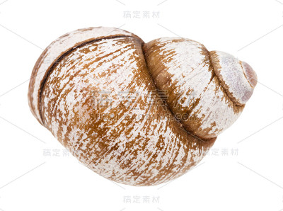 孤立在白色上的蜗牛壳