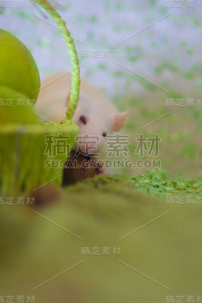 这只老鼠是白色的，有一个坚果。适当的营养