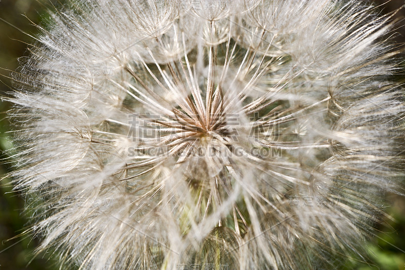 类似蒲公英的花-草甸Salsify(普通的名字杰克在床在中午，草甸Salsify，艳丽的山羊胡子或草