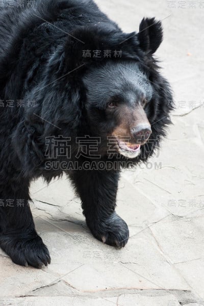 一只亚洲黑熊的肖像