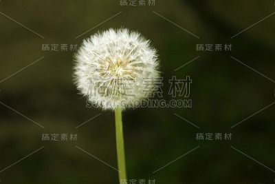 蒲公英