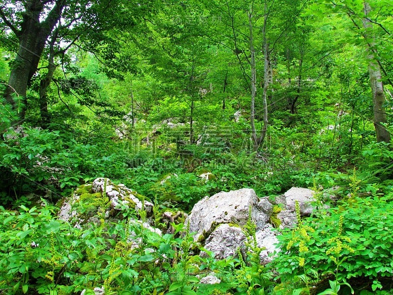 山山毛榉森林