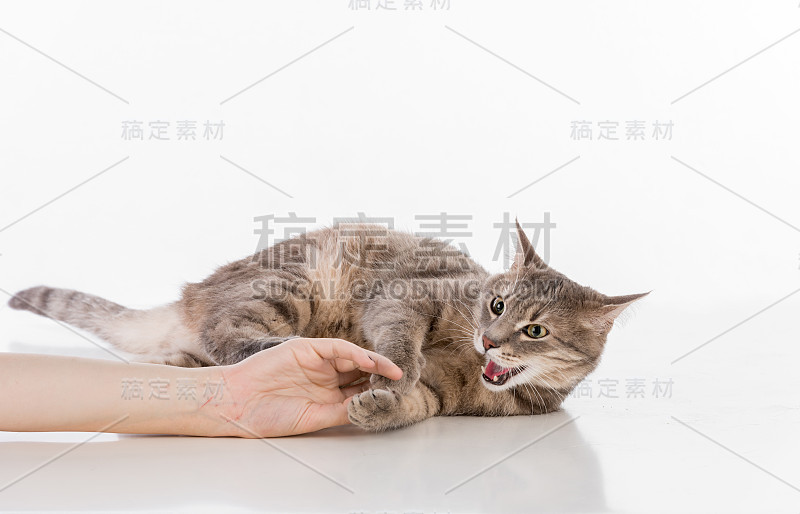 女人的手触摸灰色的猫和玩。