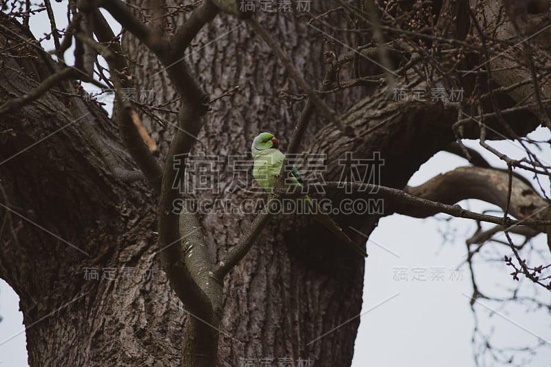 伦敦野生长尾小鹦鹉