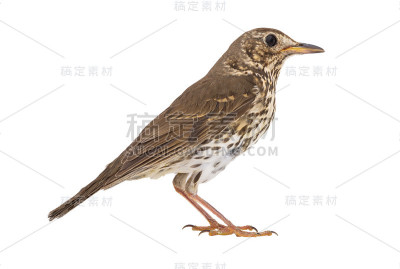 画眉孤立在一只白鸽上