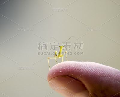 螳螂的幼虫。若虫螳螂，生长中的昆虫。