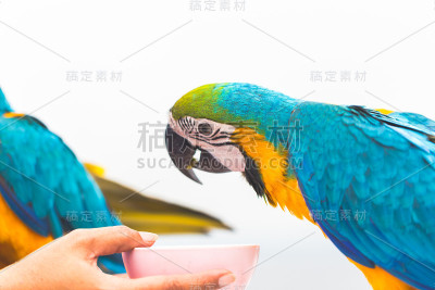 柔焦点的黄色鹦鹉在一个晴朗的日子下午在动物园，五颜六色的鹦鹉。