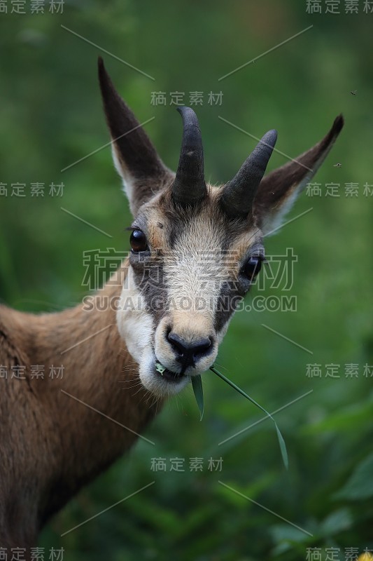 查莫瓦（鲁皮卡普拉鲁皮卡普拉）沃斯盖斯山，法国格姆森沃格森