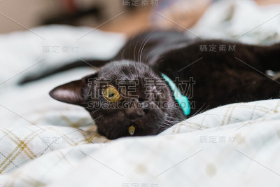 黑色的猫