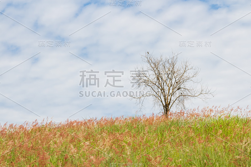 田野和天空上的枯树