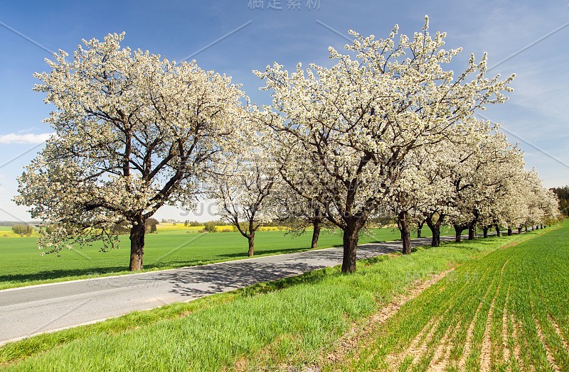 道路和小巷的樱花树