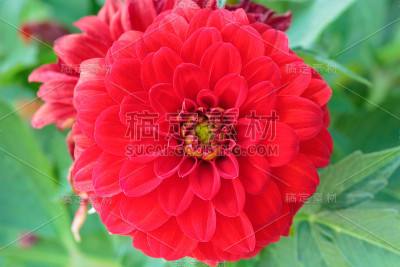 大丽花