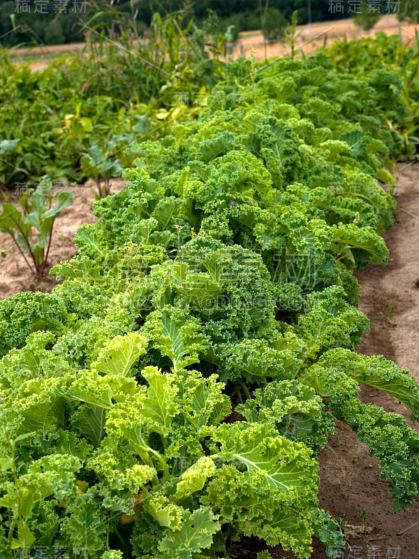 在小型家庭菜园中种植天然传统有机蔬菜