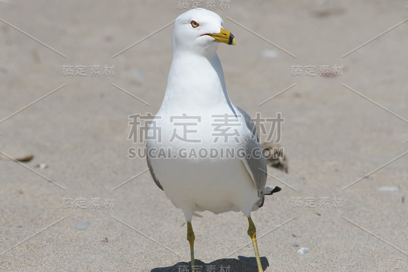 海滩上的海鸥