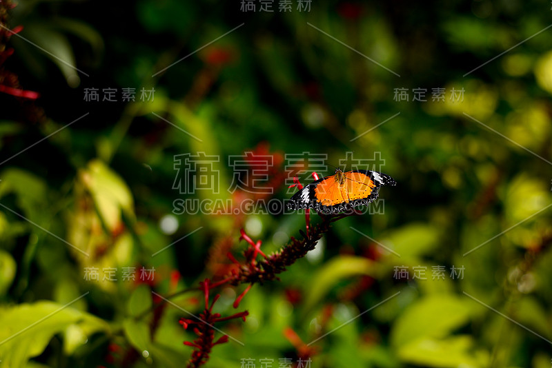 花园里的花枝上有黄翅蝴蝶