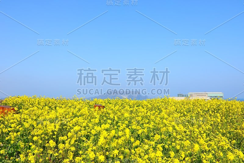 素曲，油菜花，春天，海岸，