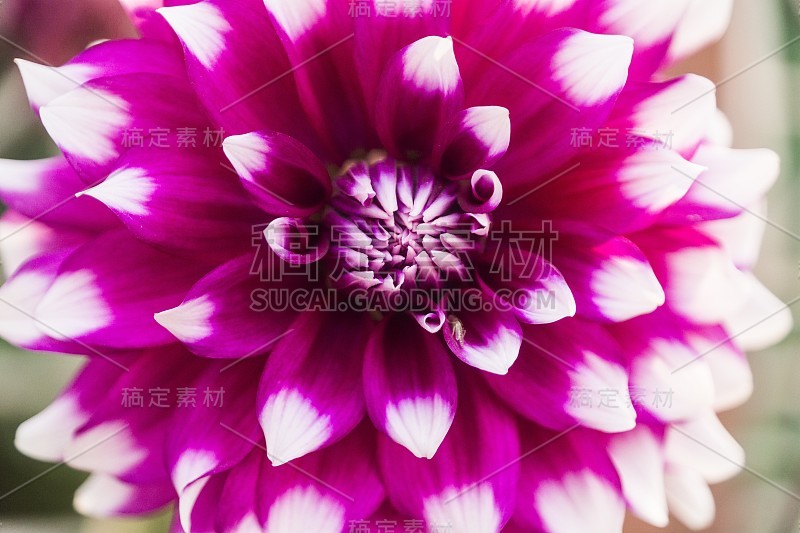 紫白花近。
