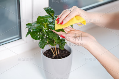 女人擦布房子植物
