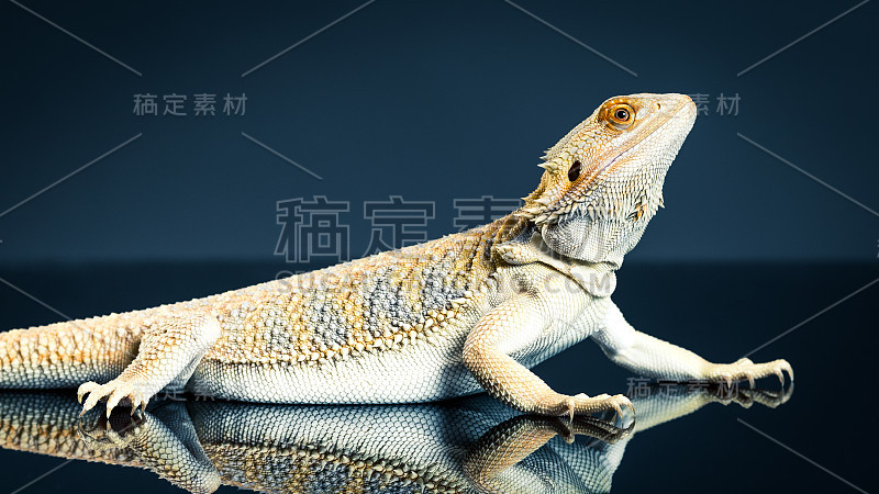 箍的蜥蜴