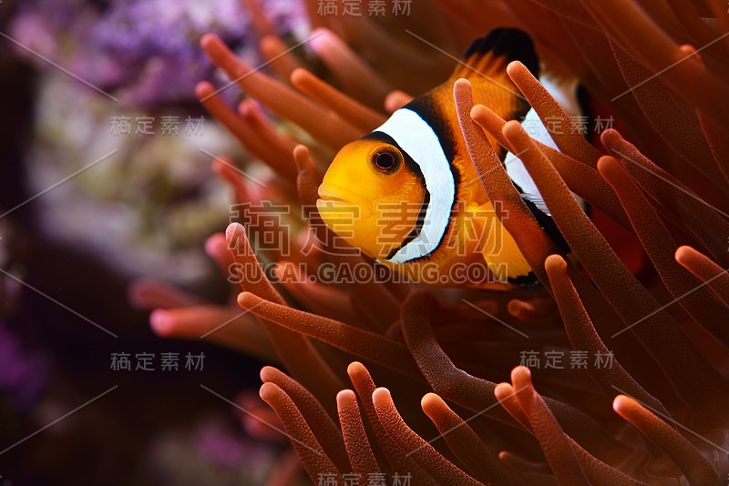 海洋水族馆中的黑斑角闪鱼