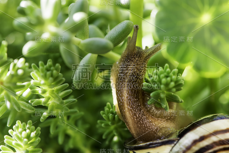 蜗牛和肉质植物