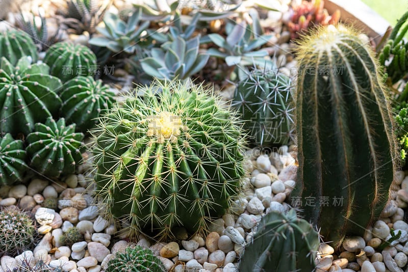 温室里的仙人掌，俯视图，特写。