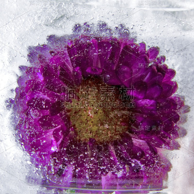 背景紫菀花在冰块与气泡。