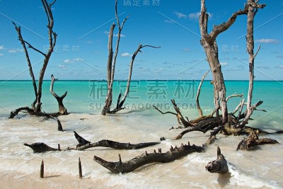 卡约朱蒂亚海滩上的浮木