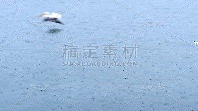 鹈鹕在爱琴海觅食