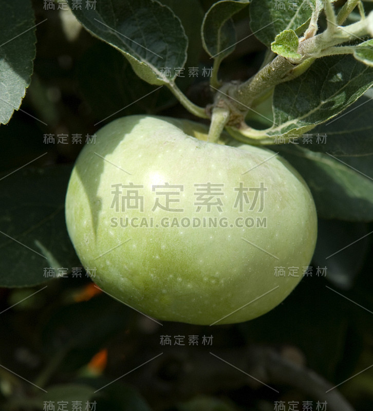 安大略省Apple;Malus;的资料