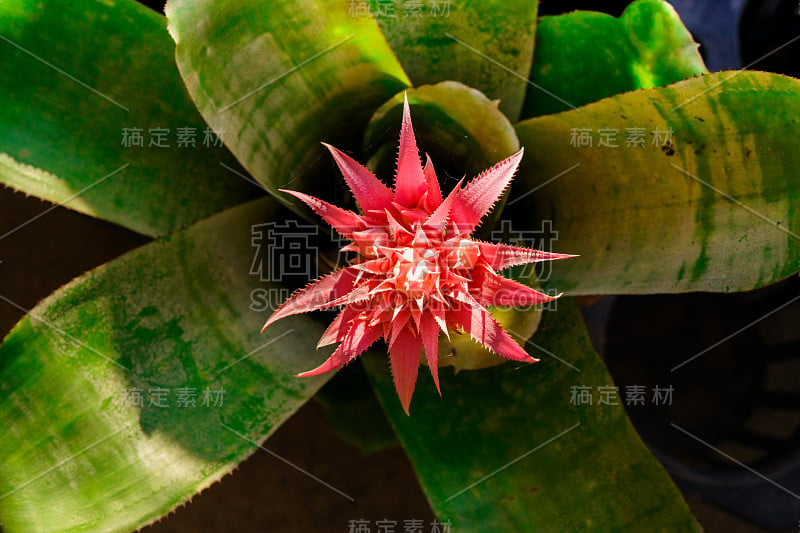 Bromeliad缠着