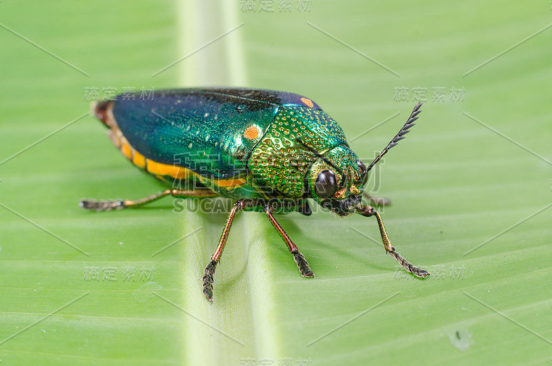 美丽的宝石甲虫或金属木材钻孔(Buprestid)在绿叶上。